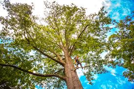 Best Emergency Tree Removal  in Lus Valley Marinwood, CA