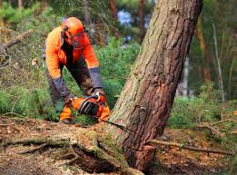 Tree and Shrub Care in Lucas Valley Marinwood, CA