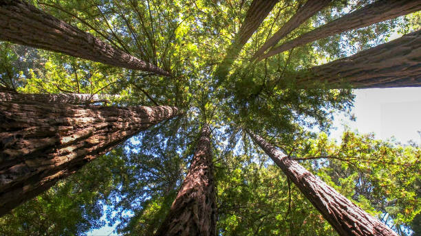 How Our Tree Care Process Works  in  Lucas Valley Marinwood, CA