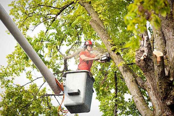 Best Arborist Consultation Services  in Lus Valley Marinwood, CA