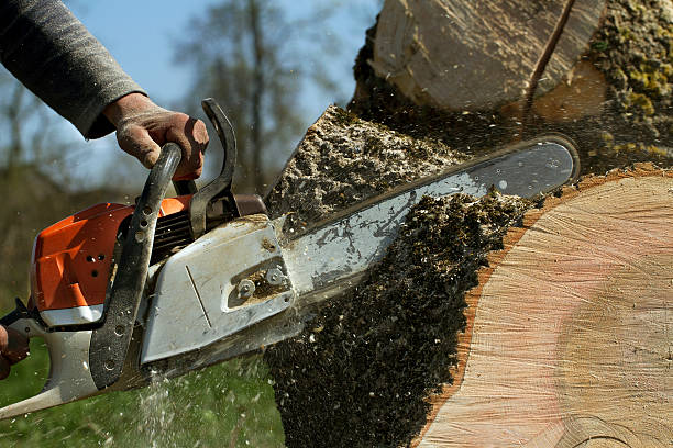 Best Hazardous Tree Removal  in Lus Valley Marinwood, CA