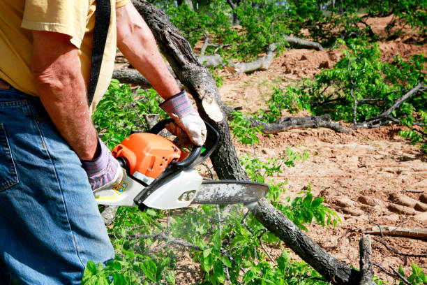 Best Stump Grinding and Removal  in Lus Valley Marinwood, CA